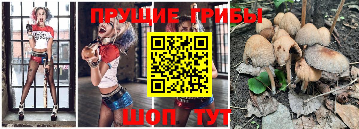 Ейск  Галлюциногенные грибы Cubensis  Вход с VPN 